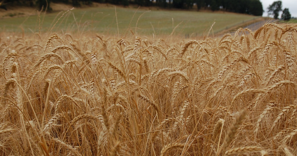 How the Ukraine Conflict is Impacting Global Food Security