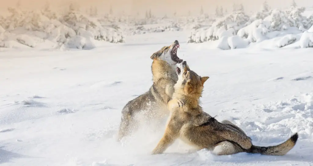 The Wolf We Feed